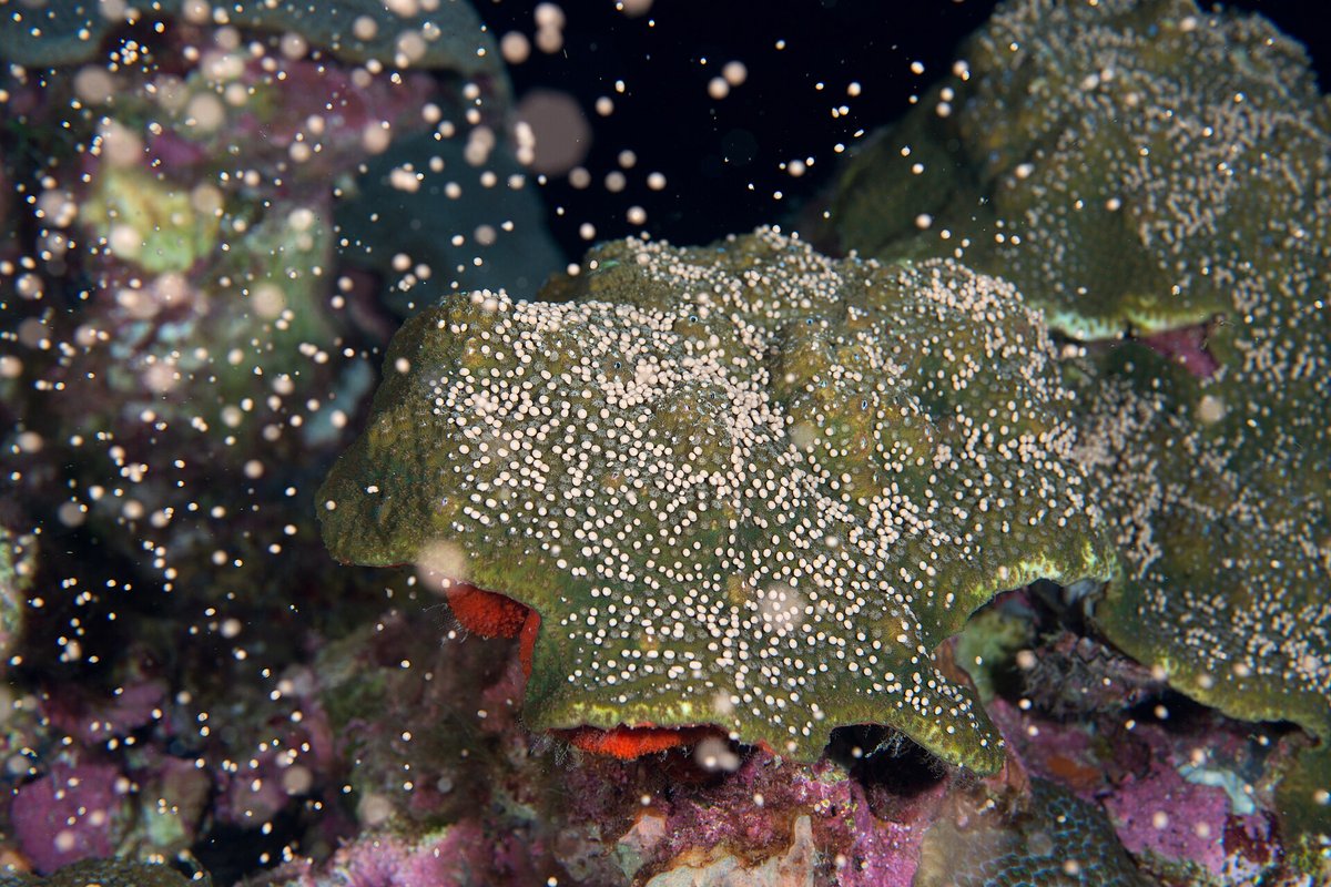 Coral Spawning Great Barrier Reef — Queensland Australia