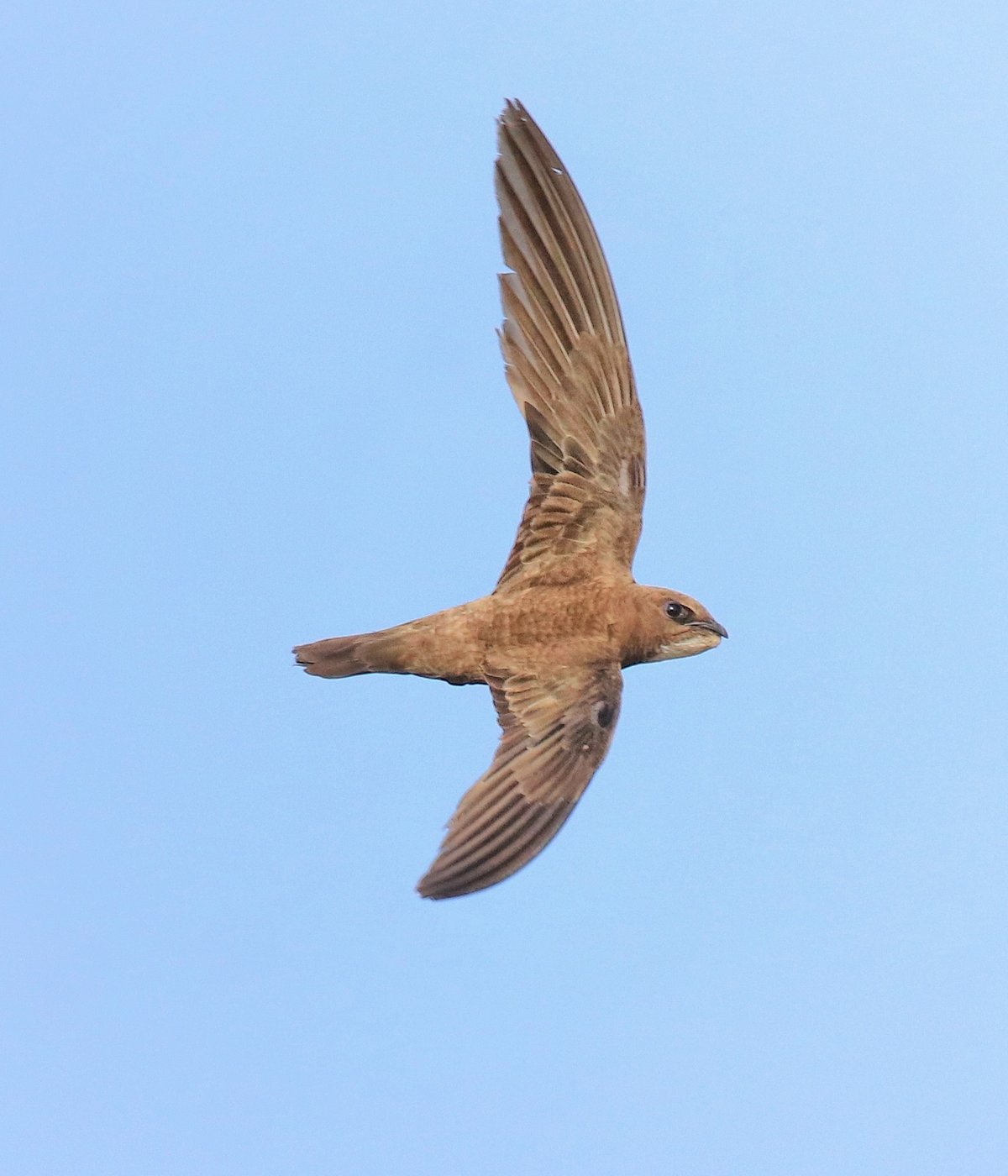 Alpine Swift Colony — Bergamo Italy