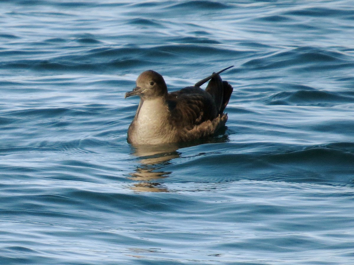 Sooty Shearwater Migration — Marlborough Sounds New Zealand