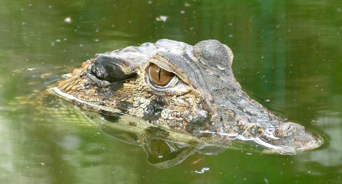 Black Caiman Aggregation — Rupununi Guyana