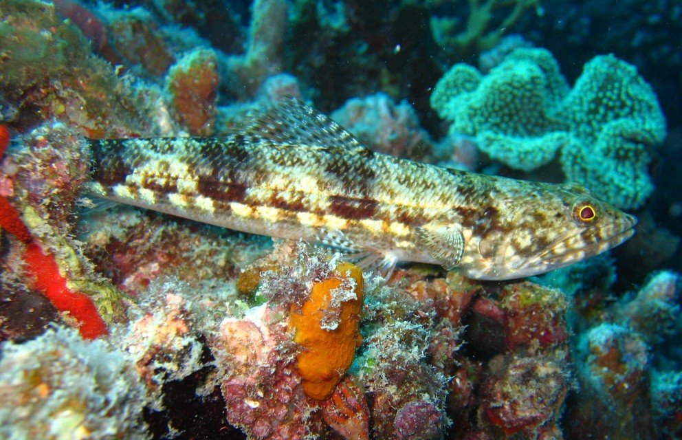 St. Crispin's reef — Australia
