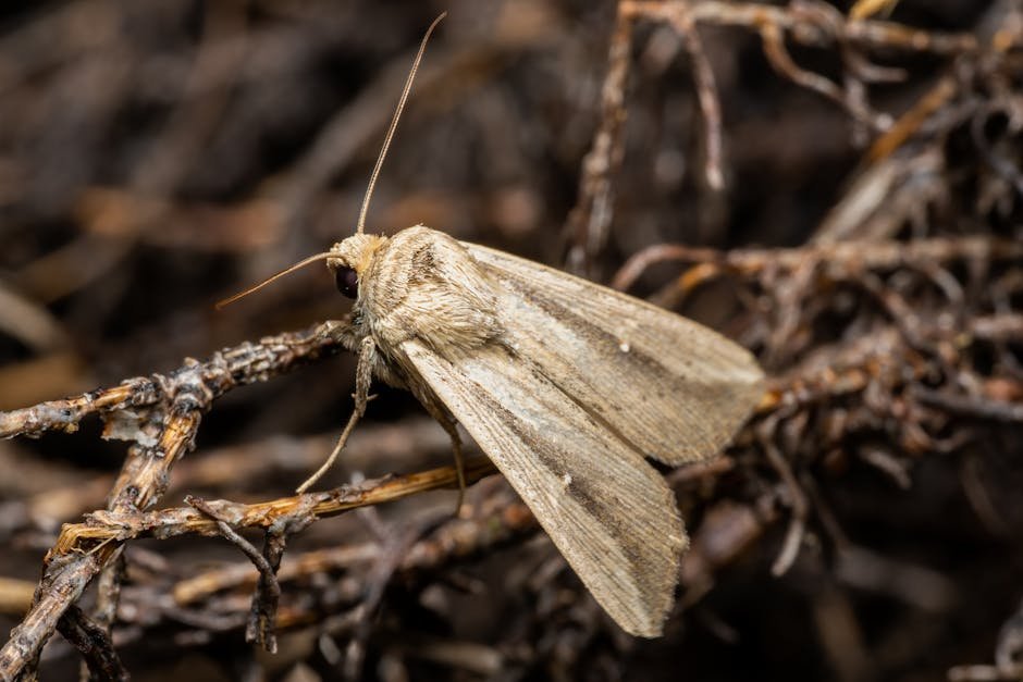 Bogong Moth Migration (Australian Alps) — Mount Bogong