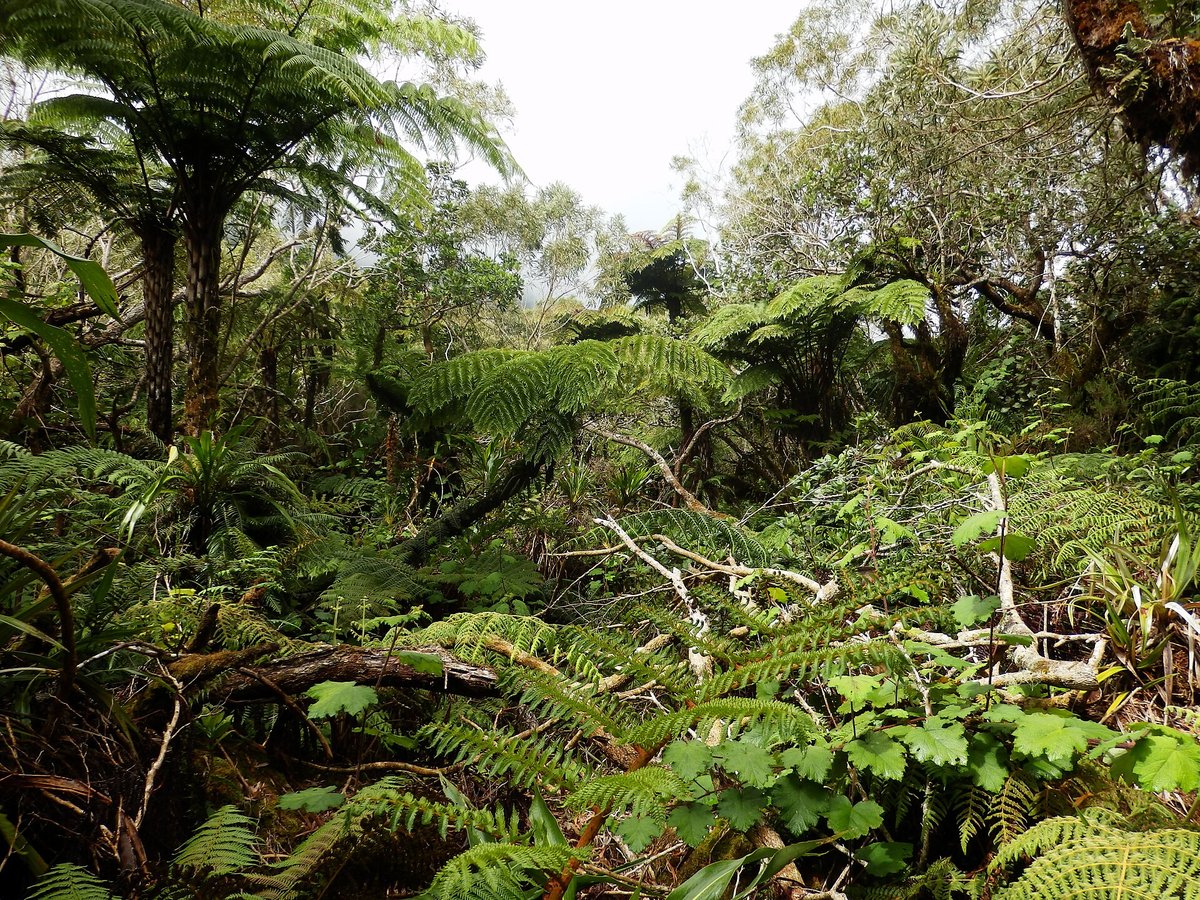 Tree Fern Forest — Whirinaki New Zealand