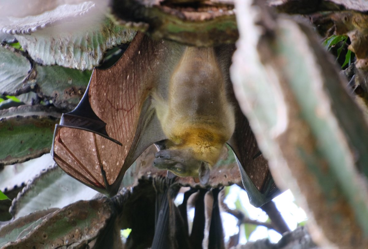 Straw-Coloured Fruit Bat Kasanka Night Flight — Zambia