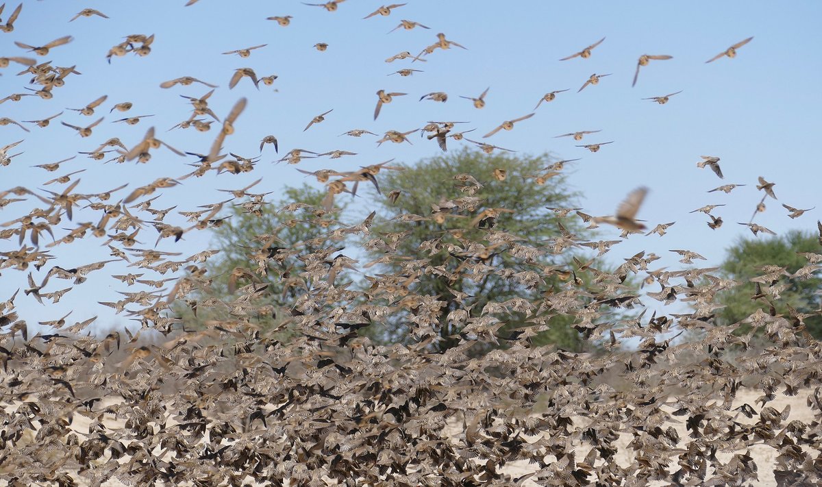 Red-Billed Quelea Flock — Botswana Okavango