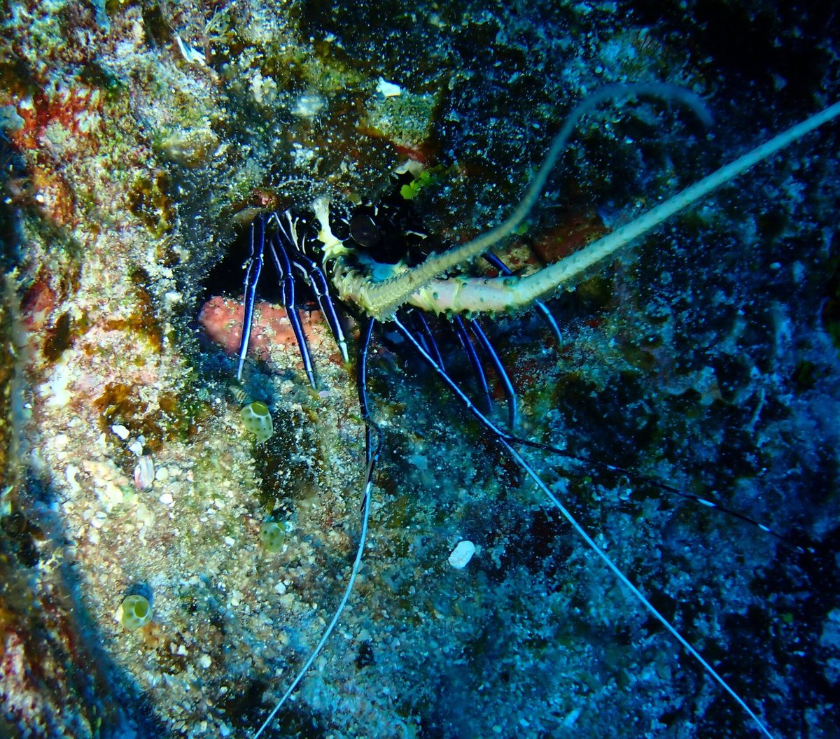 Painted Spiny Lobster Migration — Caribbean Bahamas