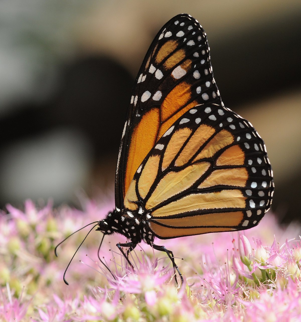 Monarch Butterfly Migration and Overwintering — Joya Redonda Monarch Butterfly Sanctuary, Atlautla