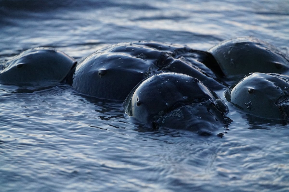 Horseshoe Crab Spawning — Delaware Bay, South Jersey Delaware Bayshore