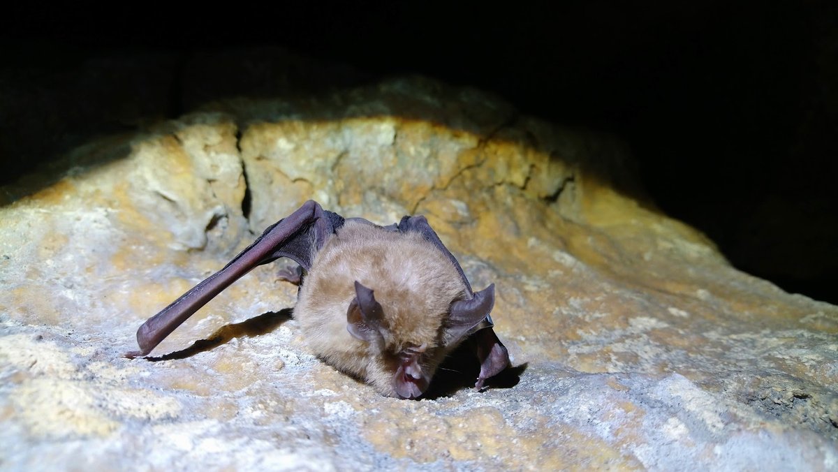Greater Horseshoe Bat Roost — Cheddar Gorge