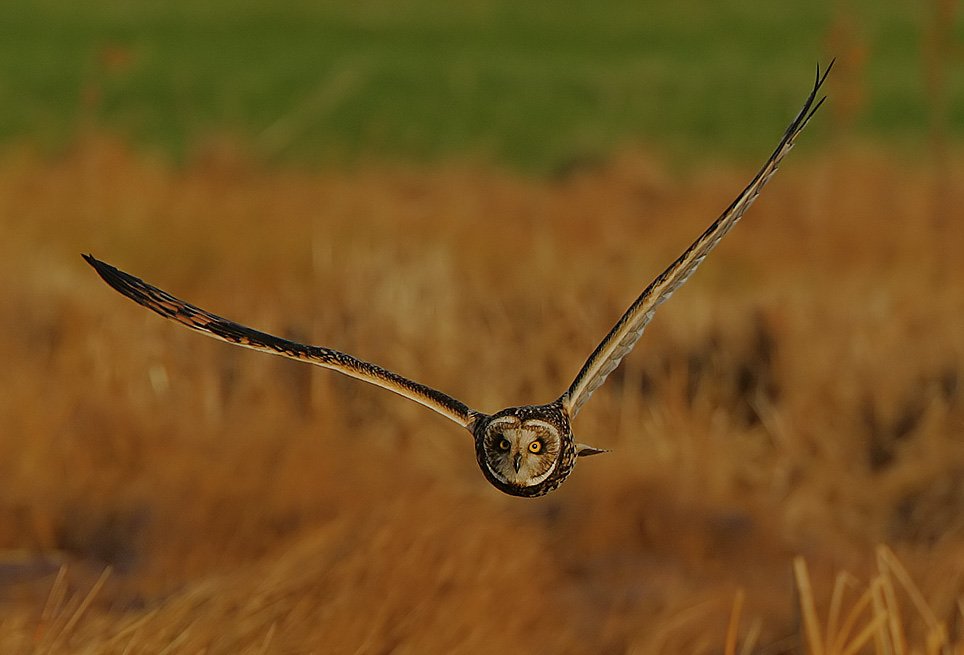 Short-Eared Owl Winter Hunting — Orkney Scotland