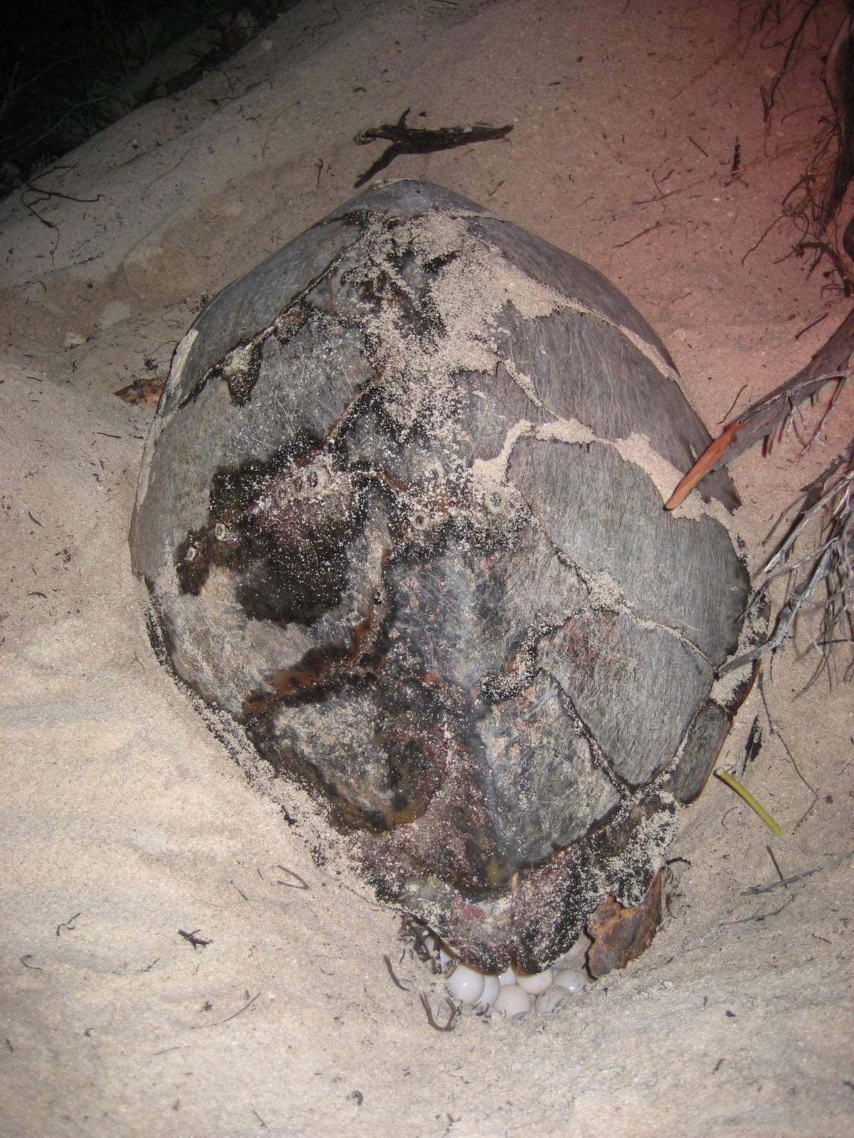 Hawksbill Sea Turtle Nesting — Tortuguero