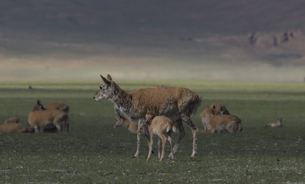 Tibetan Antelope Migration — Kekexili China