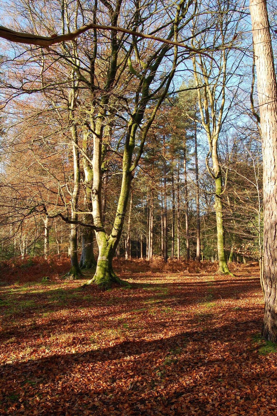 Autumn Beech Forest — Black Forest