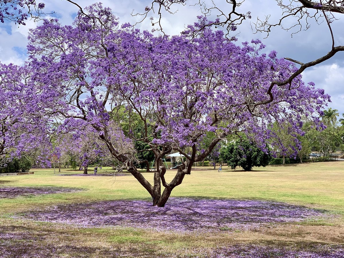 Jacaranda Bloom — Grafton New South Wales Australia