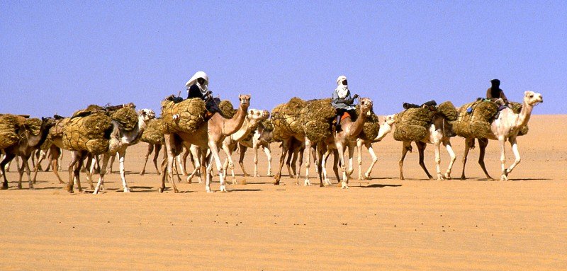 Sahara Tenere Desert Camel Routes — Niger