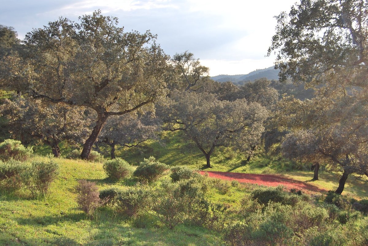 Sierra de Aracena dehesa