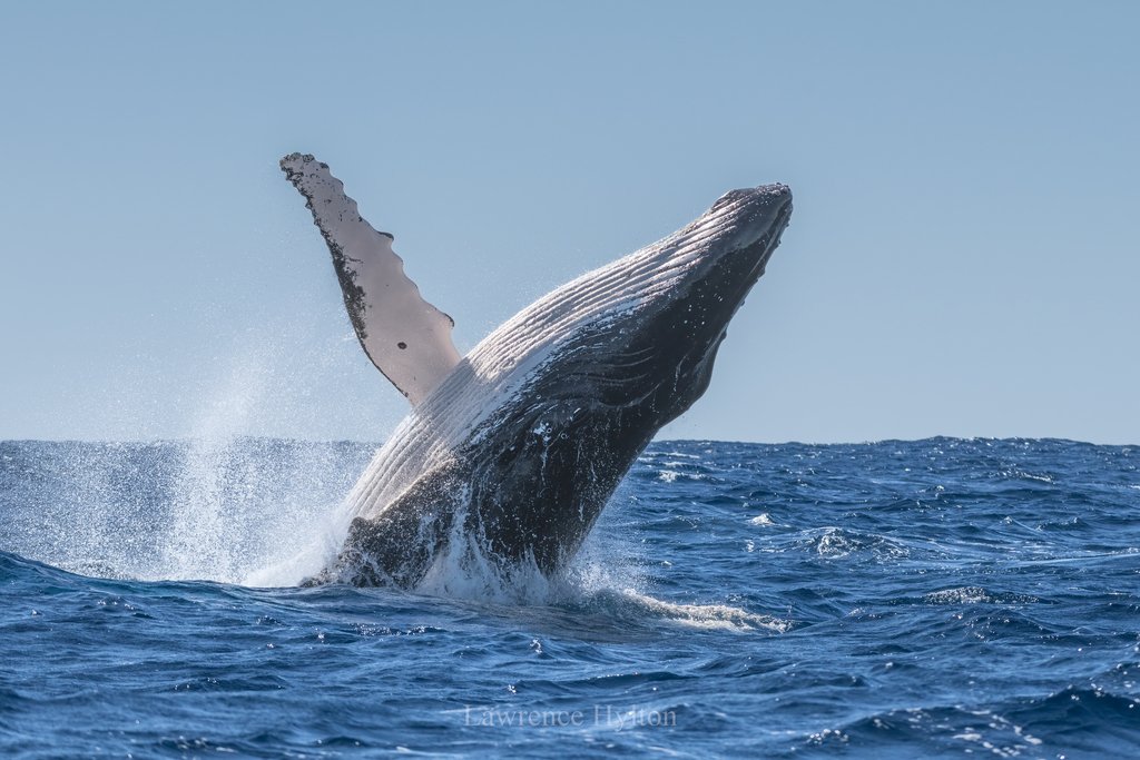 Humpback Whale Antarctic Feeding — Peninsula Antarctica