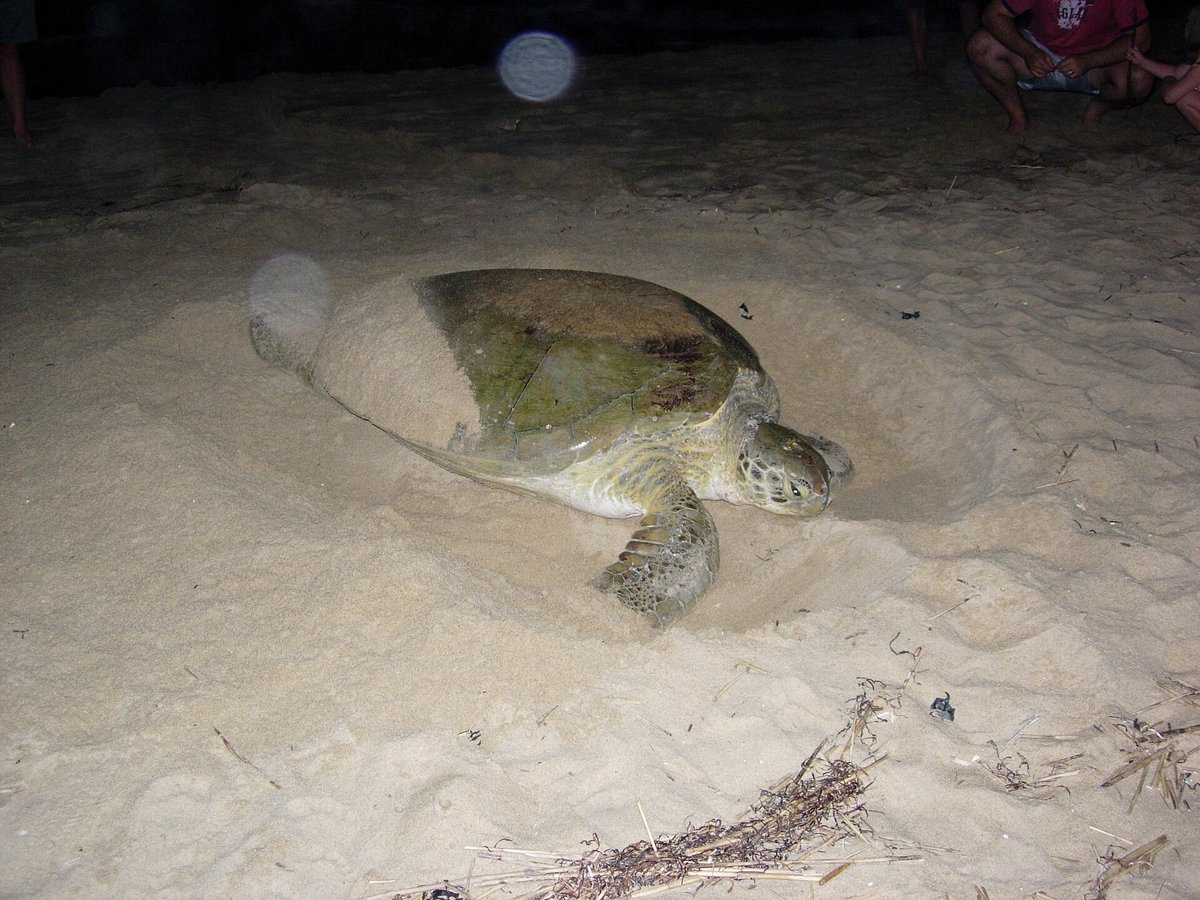 Green Turtle Nesting Night — Tortuguero Costa Rica