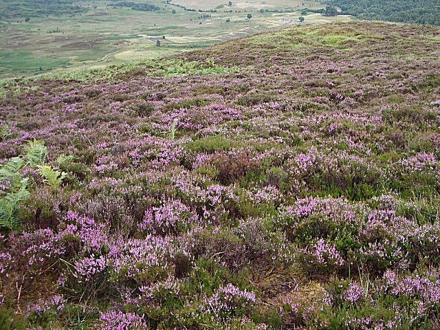 Heather Moorland Bloom — Dartmoor