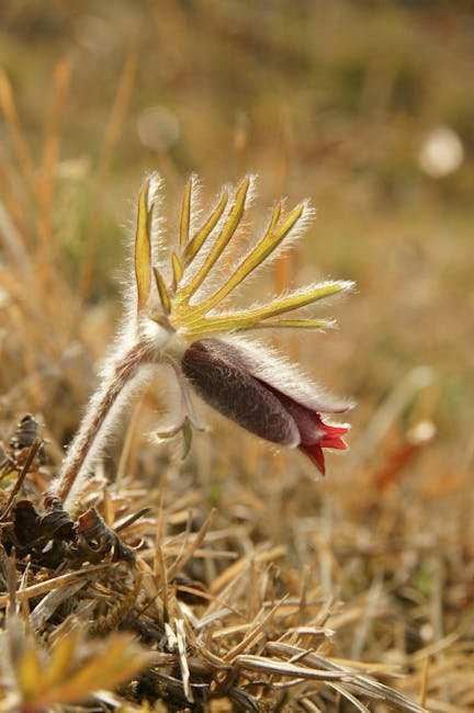 Adonisröschen-Blüte Karlstadter Trockenrasen