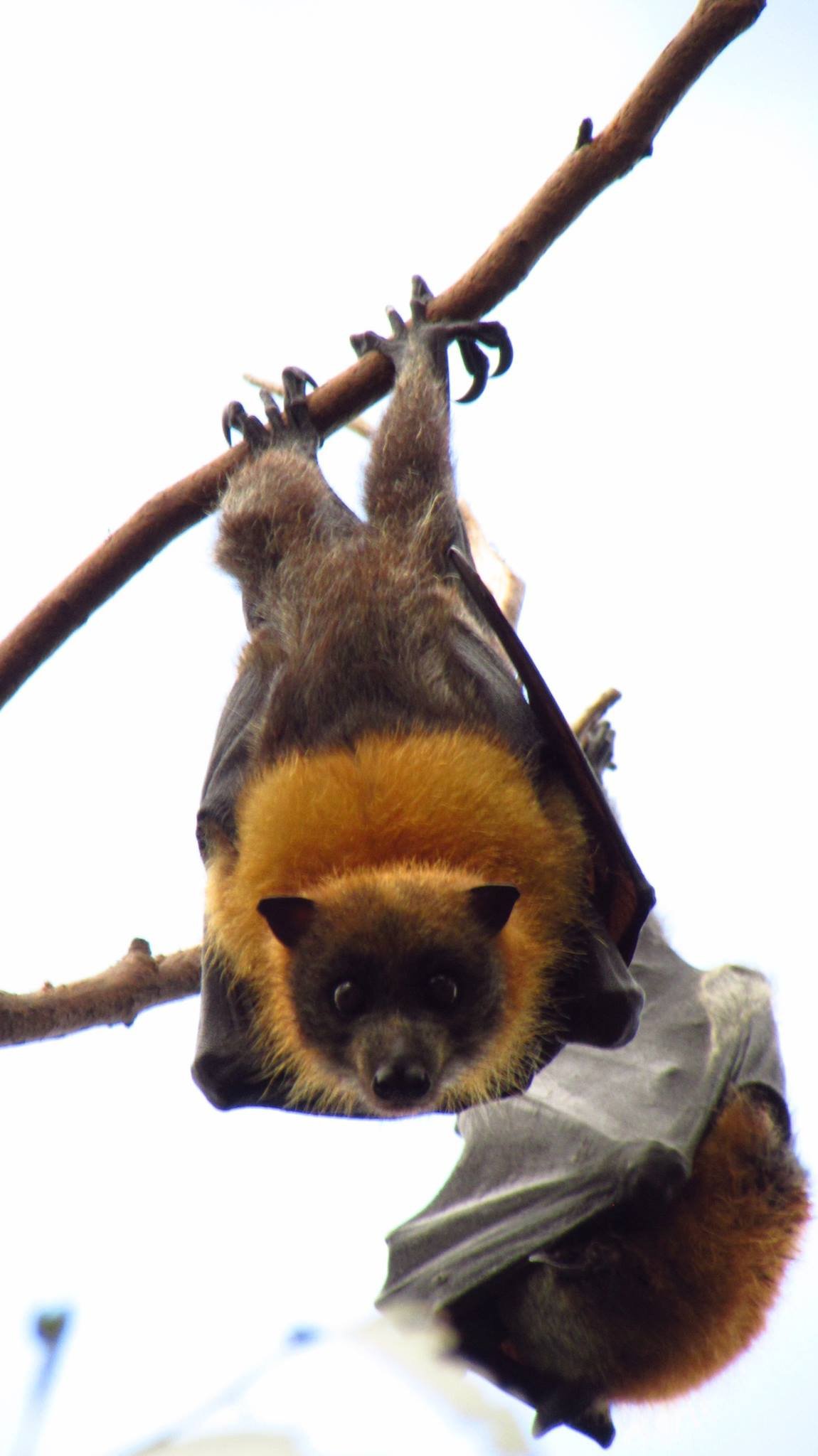 Grey-Headed Flying Fox Summer Roost (Royal Botanic Garden Sydney) — Hyde Park