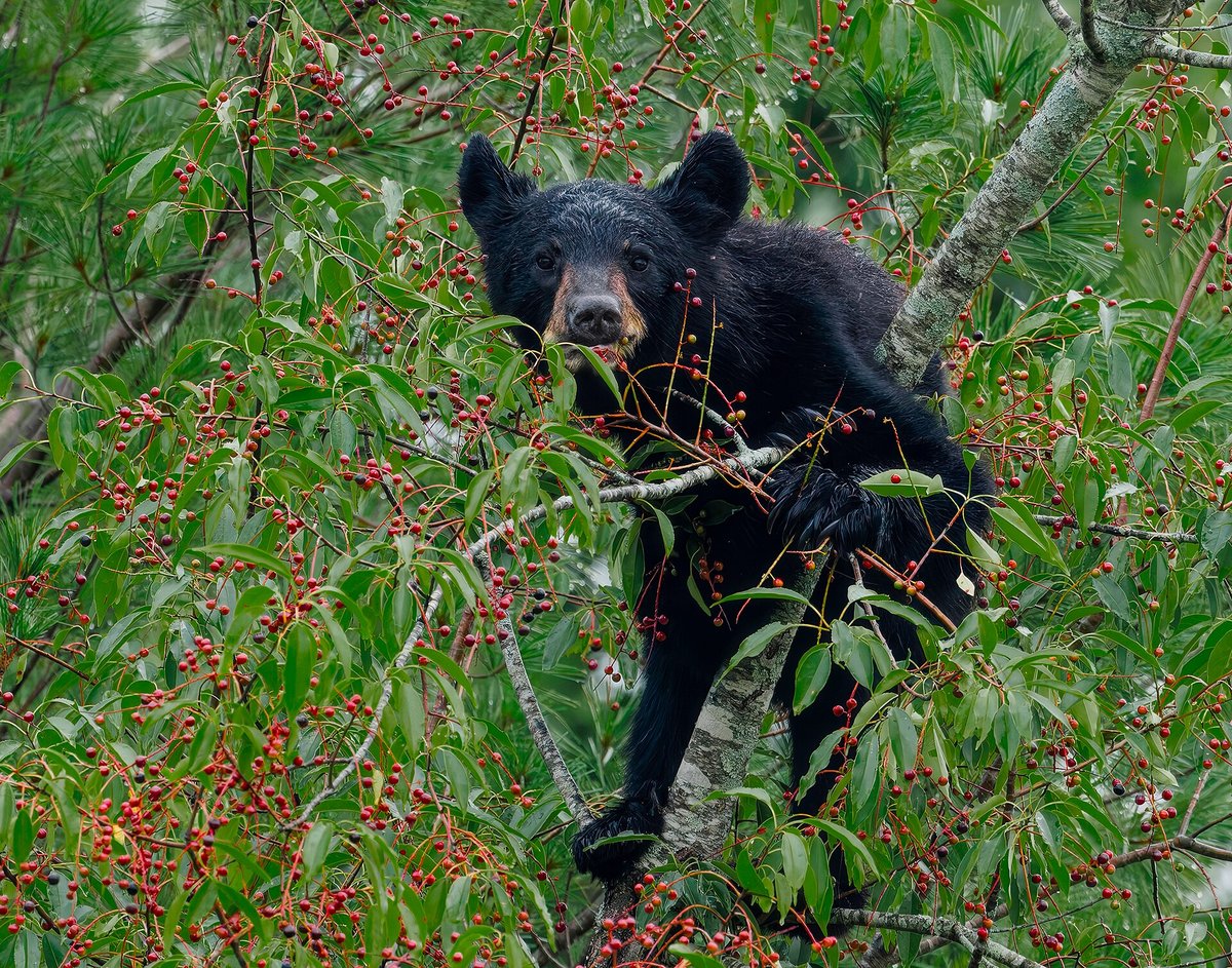 Cades Cove Wildlife