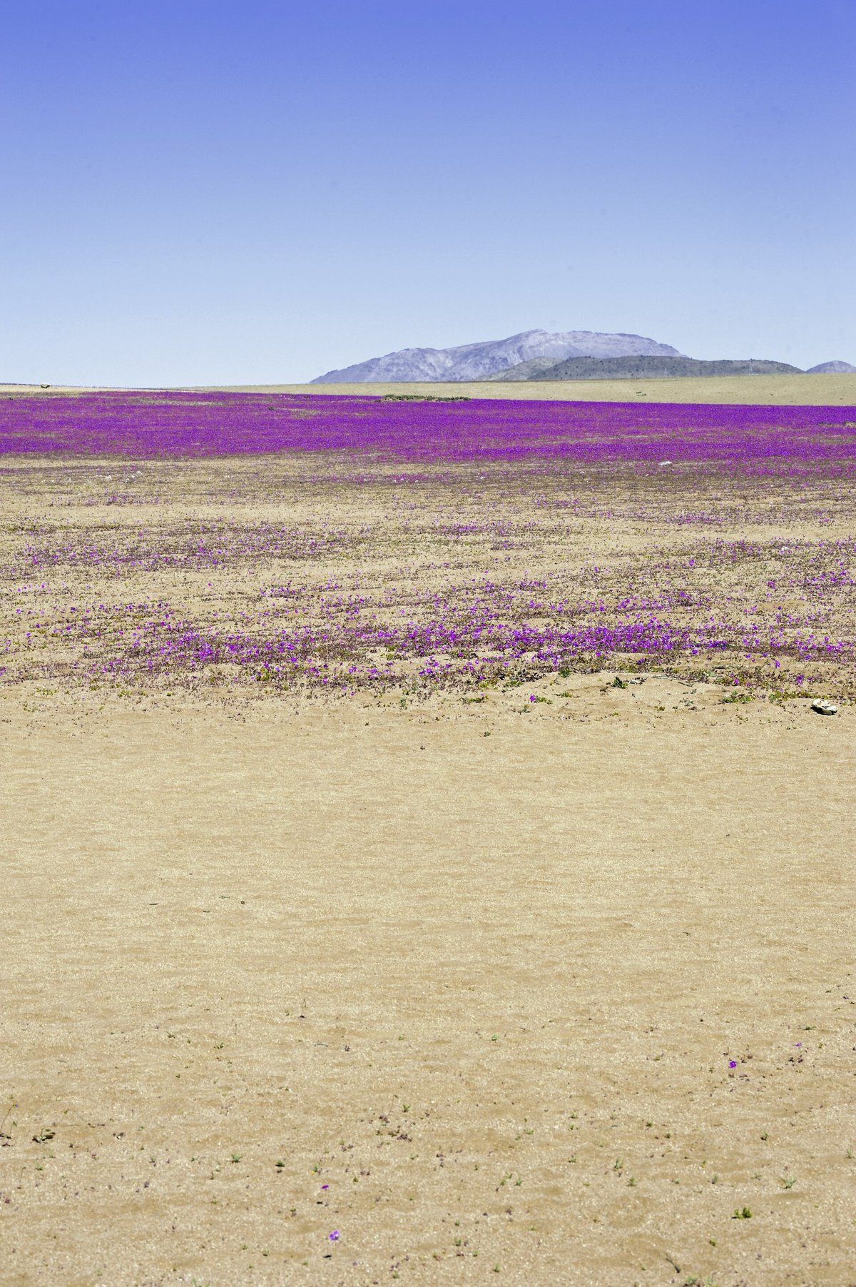 Atacama Desert Bloom — Huasco