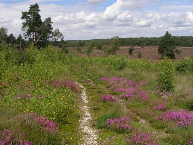 Heathland Bloom — Lüneburger Heide, Niedersachsen
