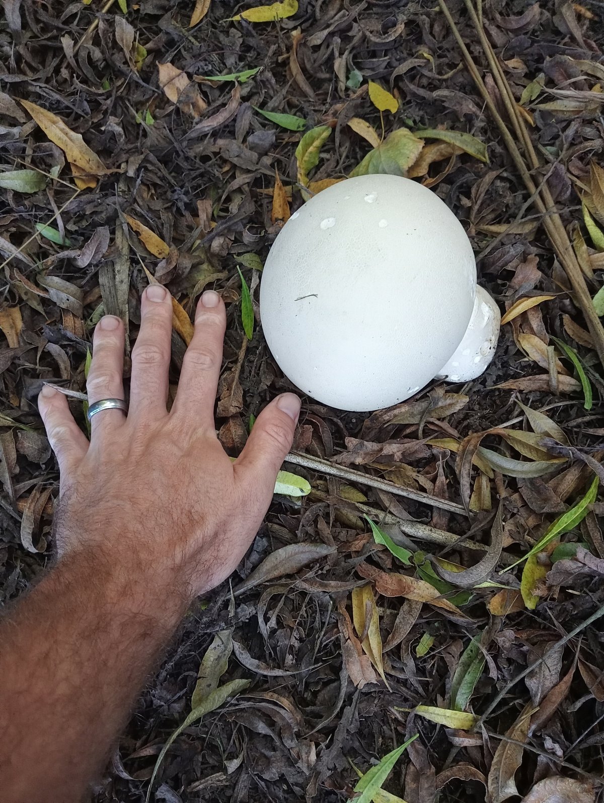 Giant Puffball Season — English Downland