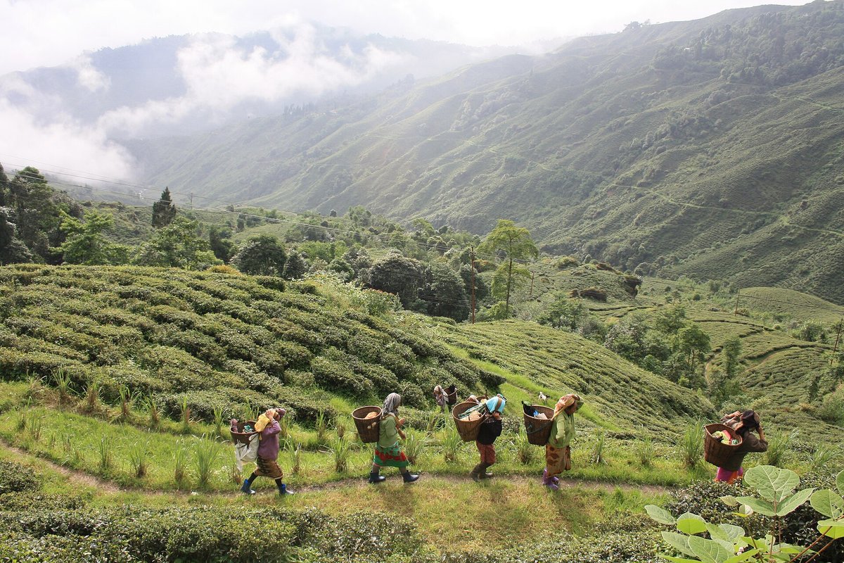 Darjeeling Tea Harvest — West Bengal India