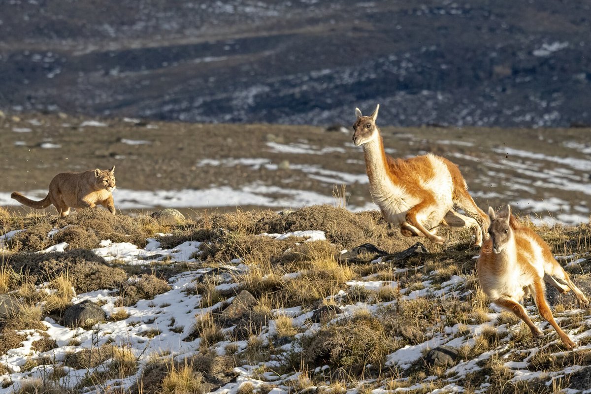 Puma Hunting Guanaco — Torres del Paine Chile
