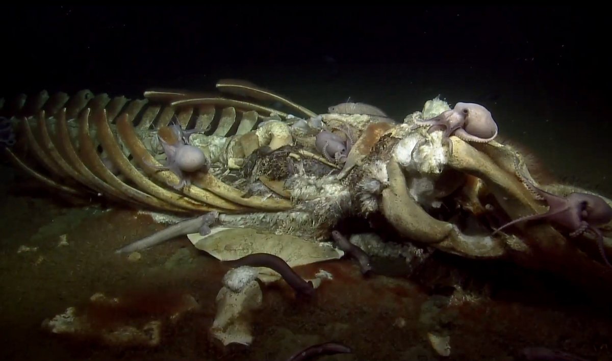 Whale Fall Ecosystem — Deep Pacific Ocean