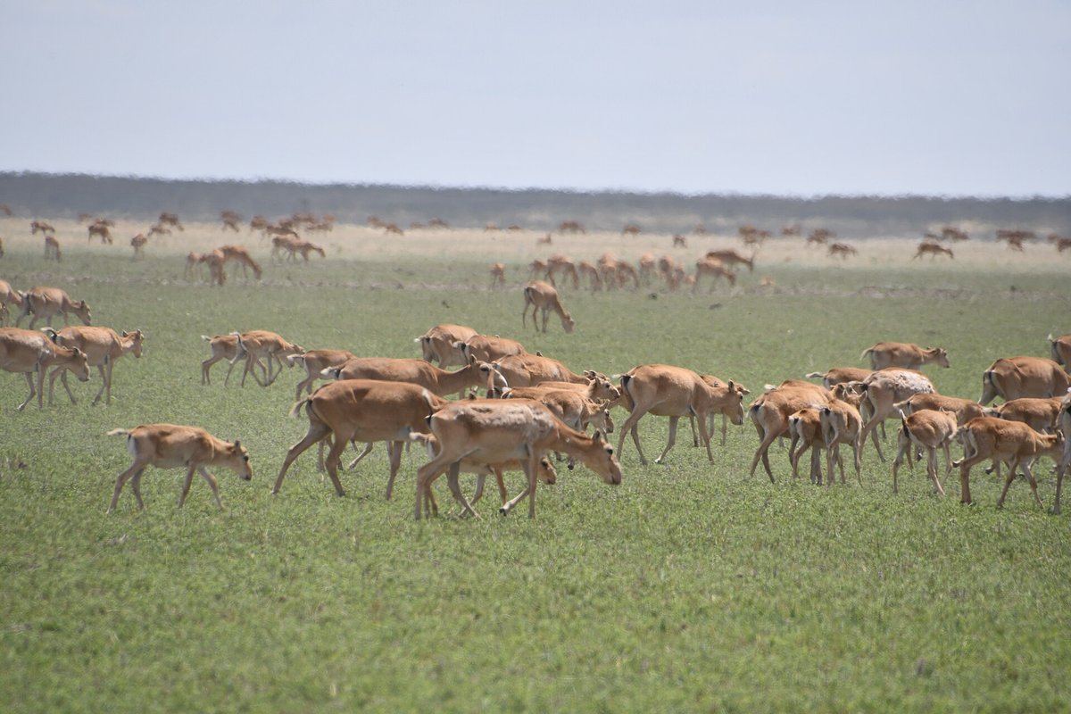 Saiga Antelope Calving — Betpak-Dala Kazakhstan