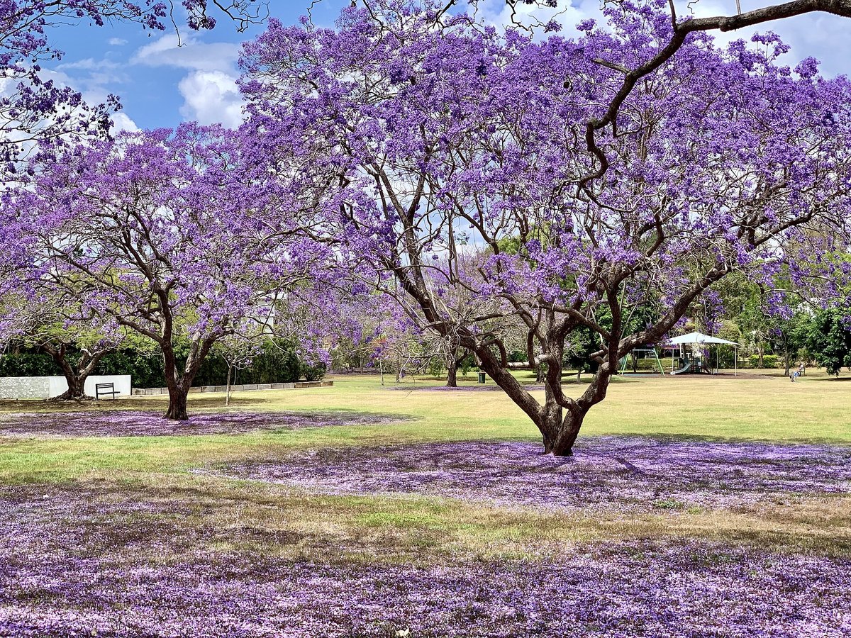Jacaranda Bloom — Pretoria