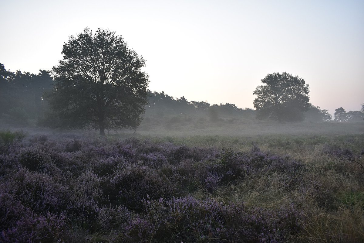 Heideblüte Wahner Heide