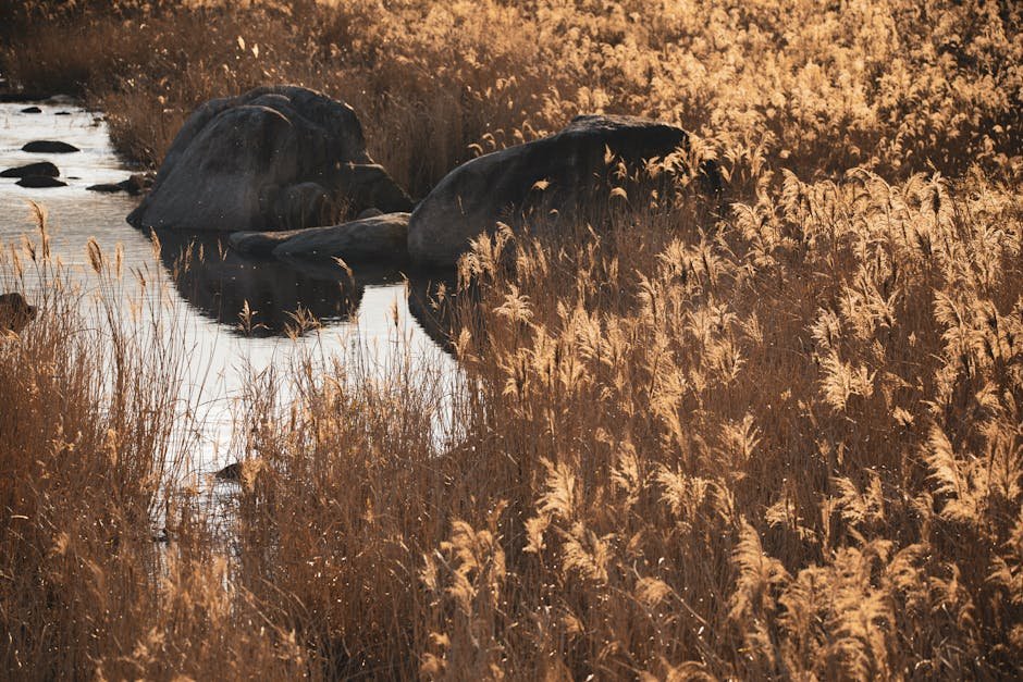 Suncheonman Reed Beds