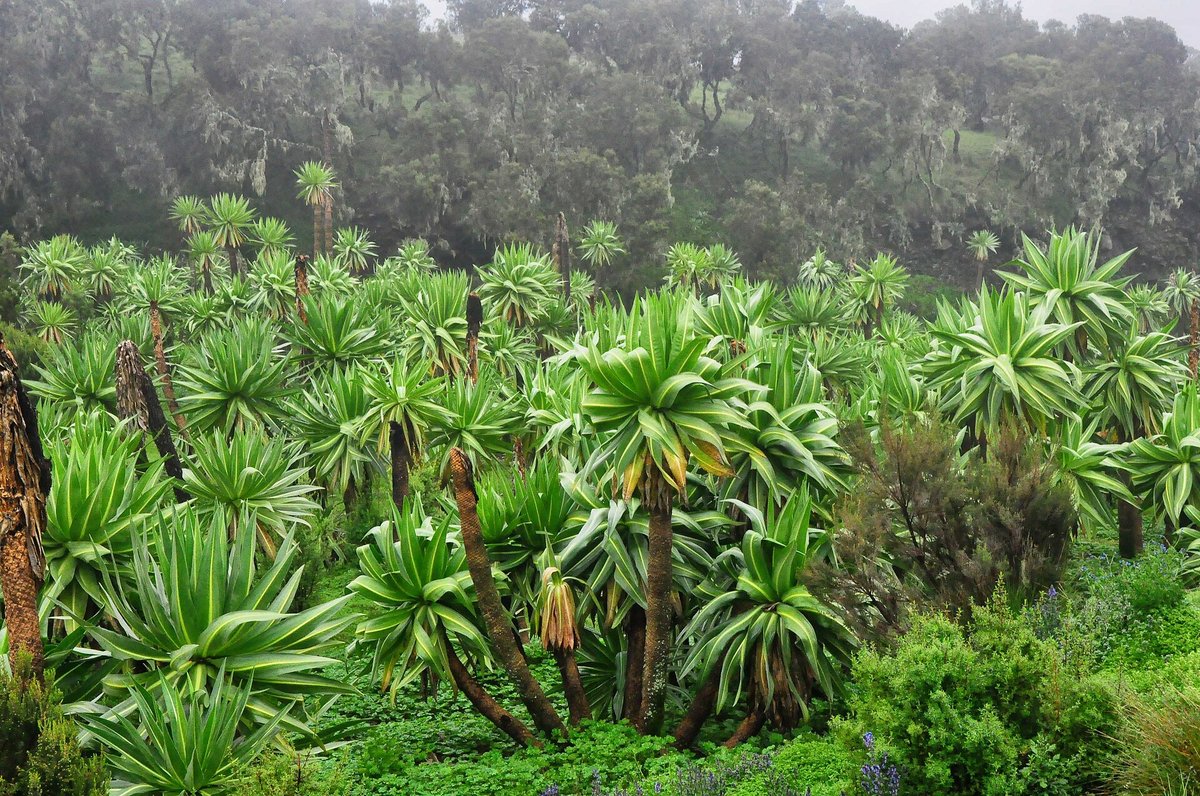 Giant Lobelia Bloom — Bale Mountains National Park