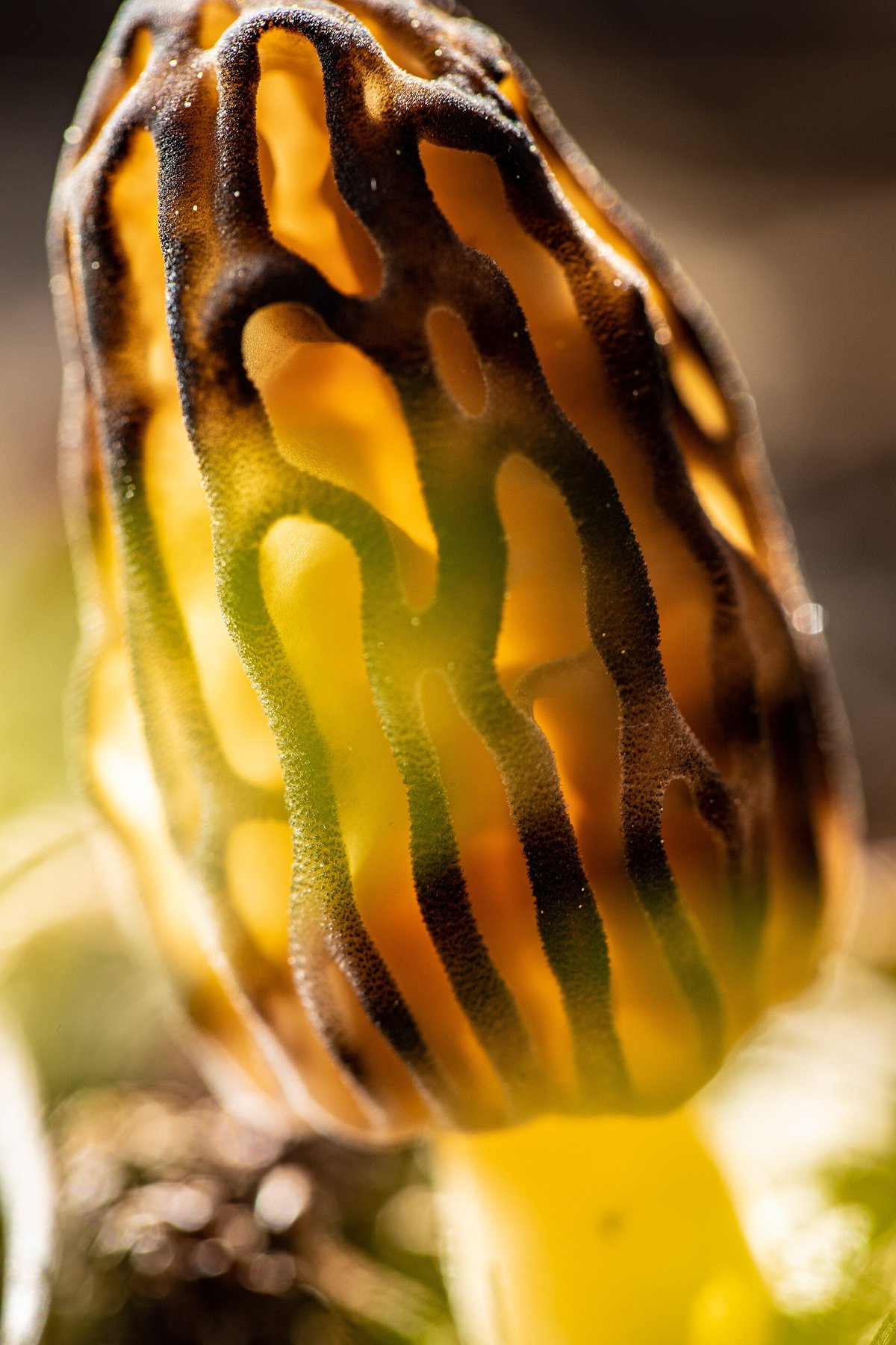 Morel Spring Season — Morvan France