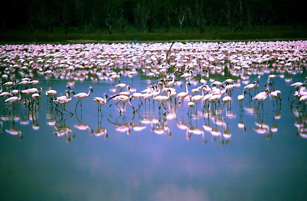 Kenyan Soda Lake Flamingo — Lake Nakuru Kenya