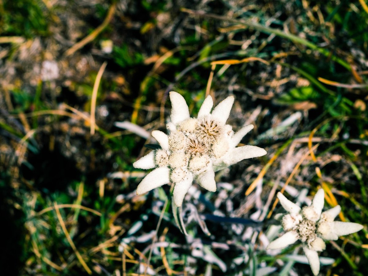Edelweiss Bloom — Berchtesgaden Alps Germany