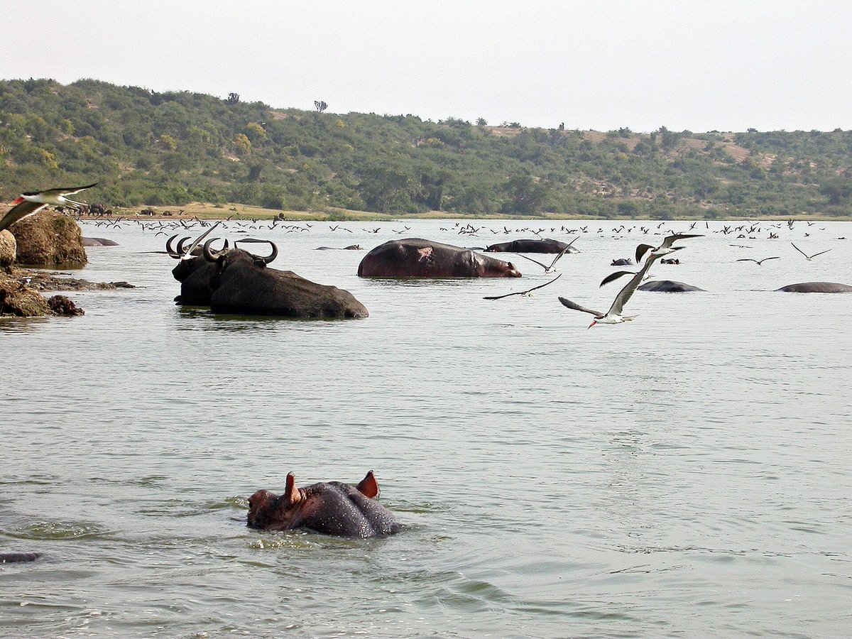 Kazinga Channel Hippo & Waterbird Assembly — Uganda