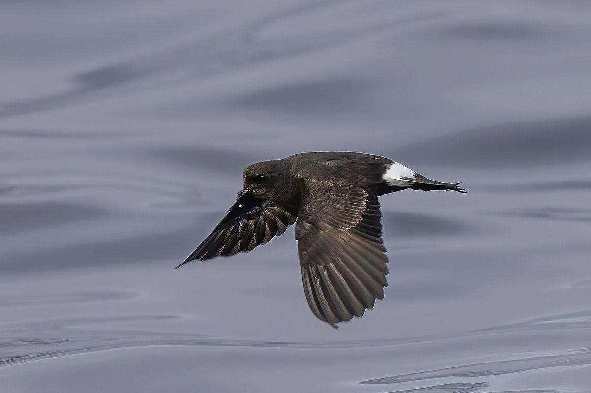 European Storm Petrel Breeding Colony (Mousa, Shetland) — Mousa Island