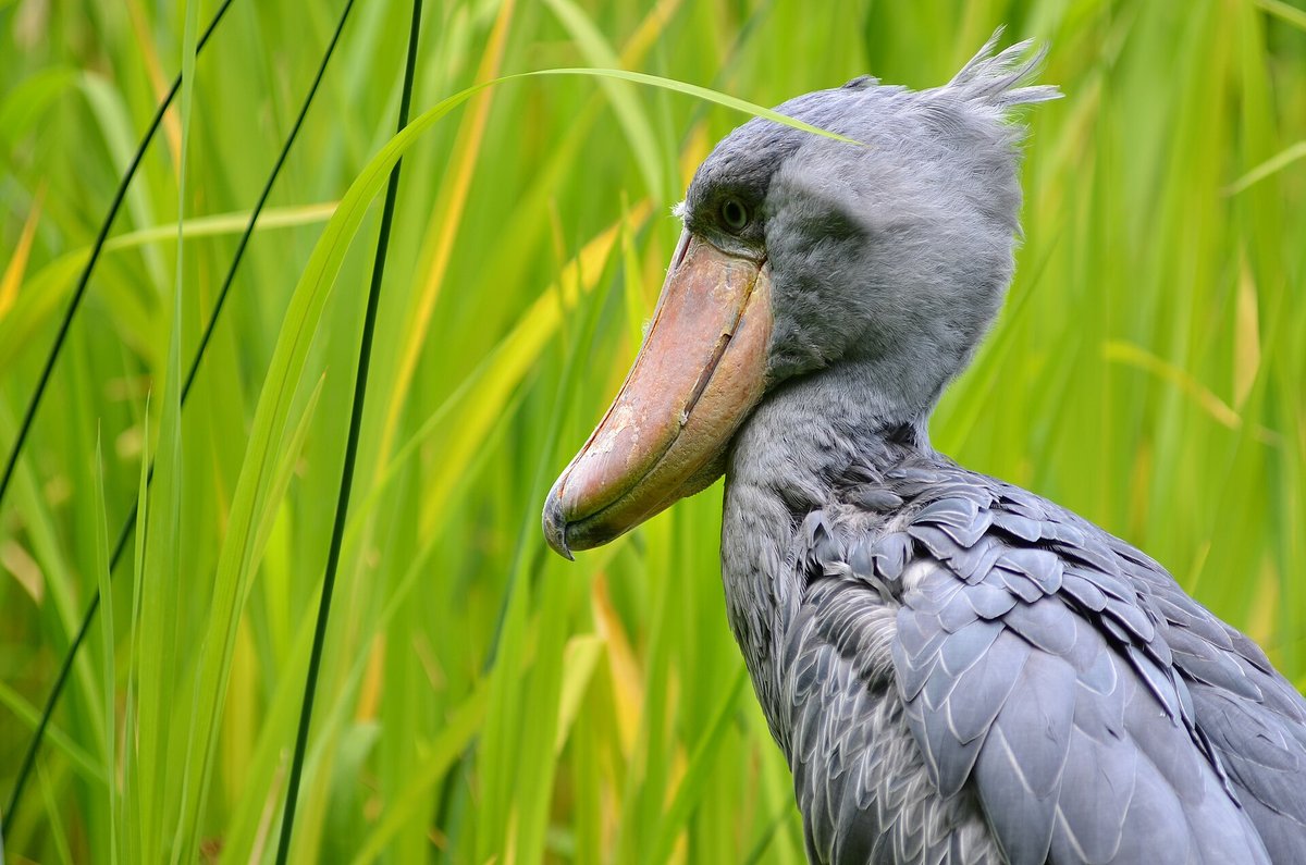 Shoebill — Bangweulu Wetlands Zambia Walking Safari