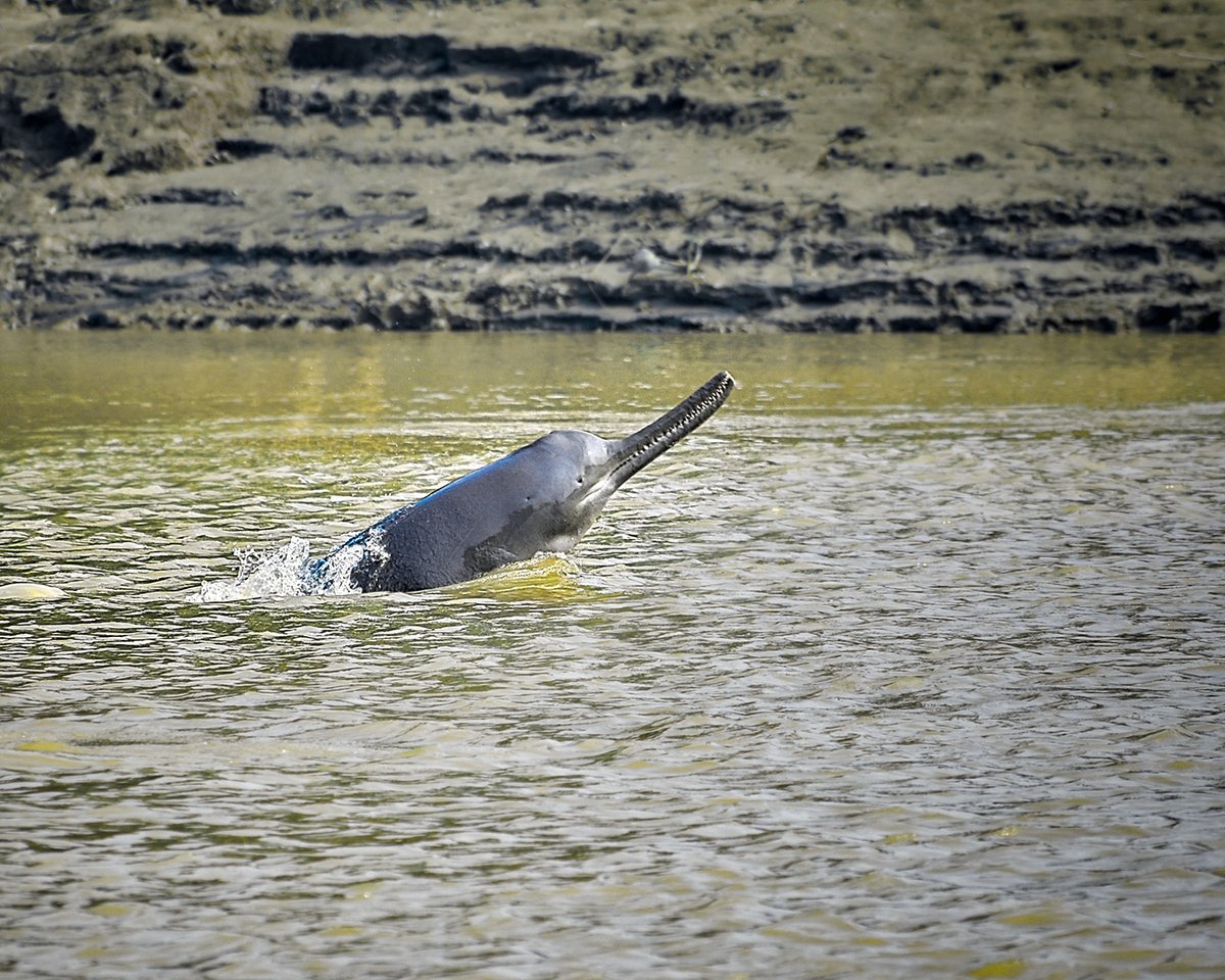 Ganges River Dolphin Survey — Chambal India