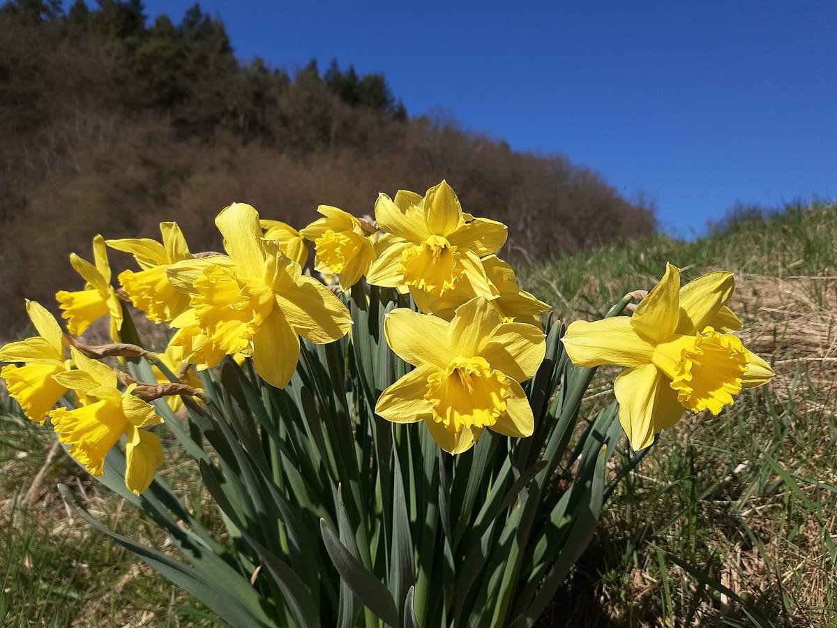Daffodil Meadows of Gaume