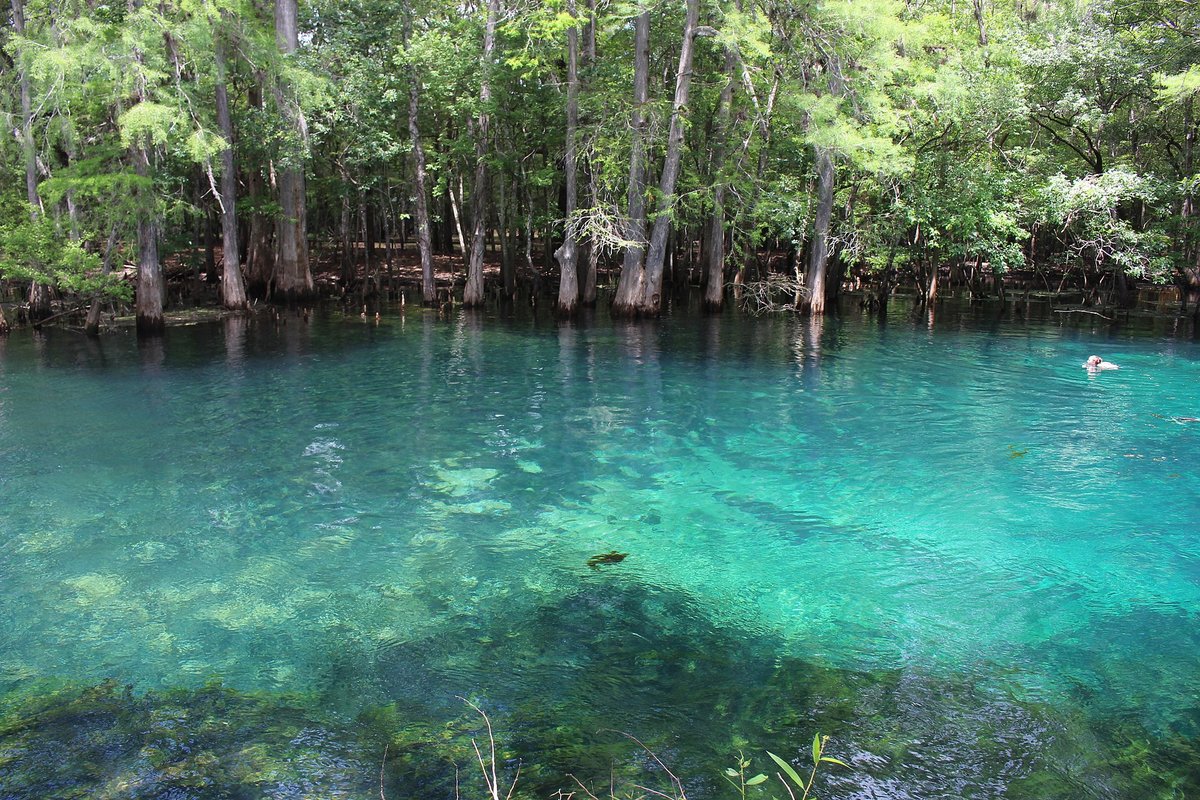 Manatee Springs