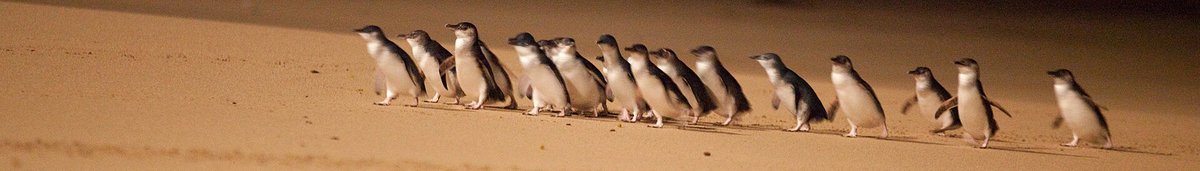 Little Penguin Parade — Phillip Island Australia