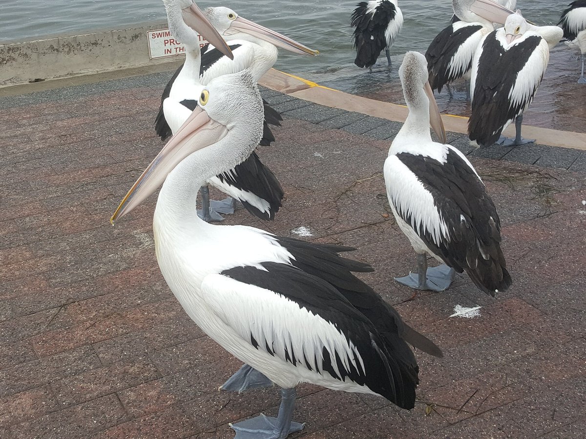 Pelican Feeding — Mykonos Old Harbour Greece