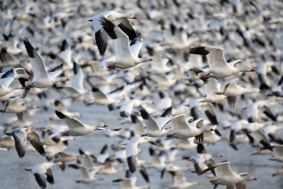 Montezuma Snow Goose Migration