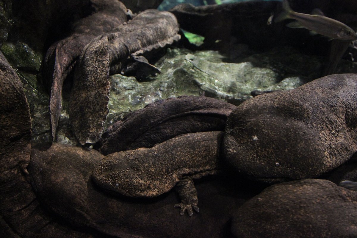 Japanese Giant Salamander Spawning — Hino River Japan